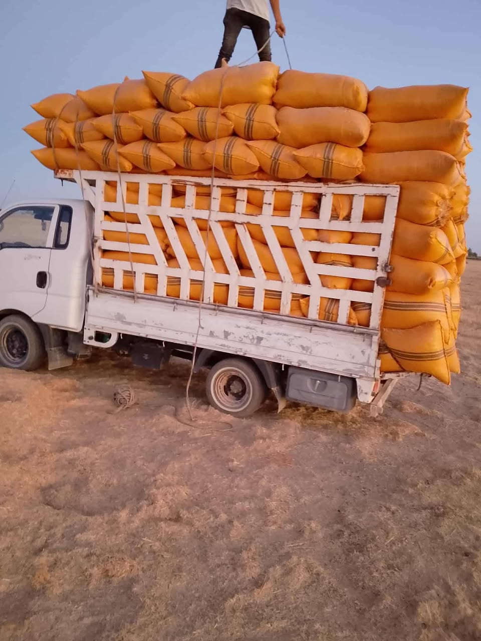 السلام عليكم يوجد تبن درجة اوله راس كوم حجم الكيس 60 سعر الزوج 4الاف يوجد توصيل  مجاني دجيل بلد الضلوعية تكريت سامراء الاسحاقي رقم التلفون ***********
