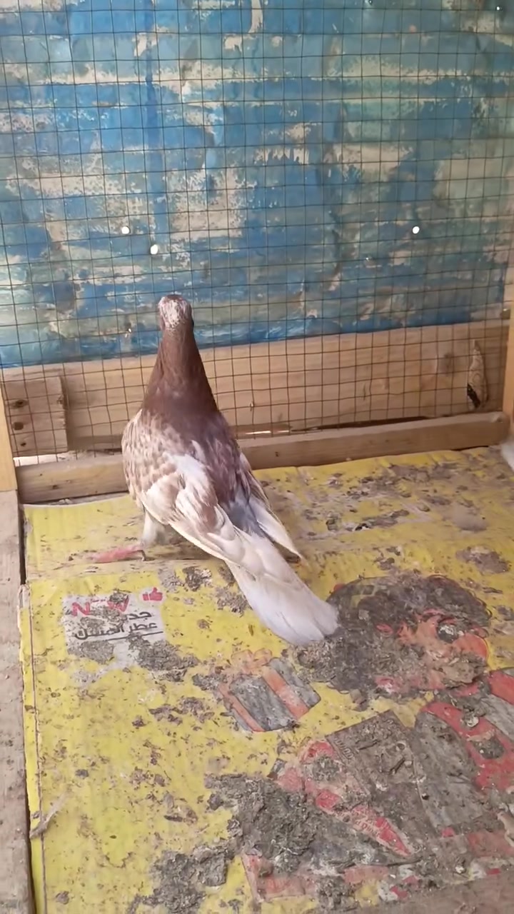 متاح بس افراخ   مو نفس العمر
ذن امهاتهن طيره طايره وفحل ماعندي تصوير 

مكاني البصره 

س٢٥الف


**إذا كنت صاحب هذا الإعلان وتريد حذفه لأي سبب، رجاءا أرسل رسالة إلى الدعم الفني**