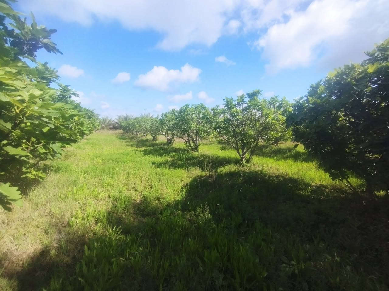 #بسم_الله/ أرض للبيع محافظة النجف/ ناحية العباسيه (دونم ونص) وجهيا 45نزل 100 تصلح لكل أنواع الاستثمار  ومنها الزراعه لخصوبة تربتها وموقها المميز/ التفاصيل تقع هذه الارض على الشارع العام طريق الزوار جاي من جسر الحديد ( الأعمى') مو عشط الجها ثانيه فقط ماي رسمي من شط  عن ناحية  العباسيه حوالي(١)كم  فيها أكثر من(٥٠) نخله من أفظل الانواع وكذالك أنواع من الاشجار المثمره مثل التين اكثر من(١٠٠)شجرا تين السعرالاتصال(***********) واتساب اوالخاص؟#مع_تحيات_خادمكم
