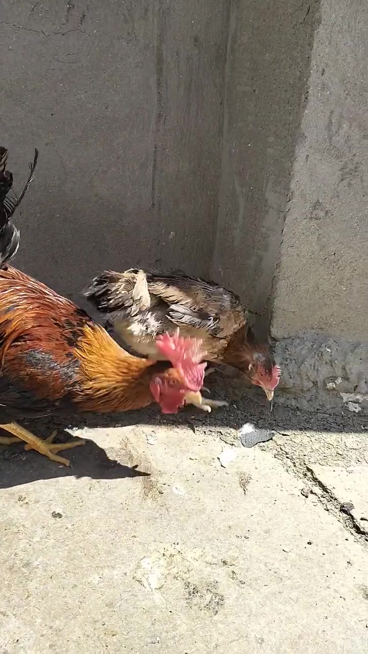 السلام عليكم دجاج عرب وديج كوجن  للبيع السعر الزوج  35الف مال بيت الدجاجات كلهن بياضات


**إذا كنت صاحب هذا الإعلان وتريد حذفه لأي سبب، رجاءا أرسل رسالة إلى الدعم الفني**