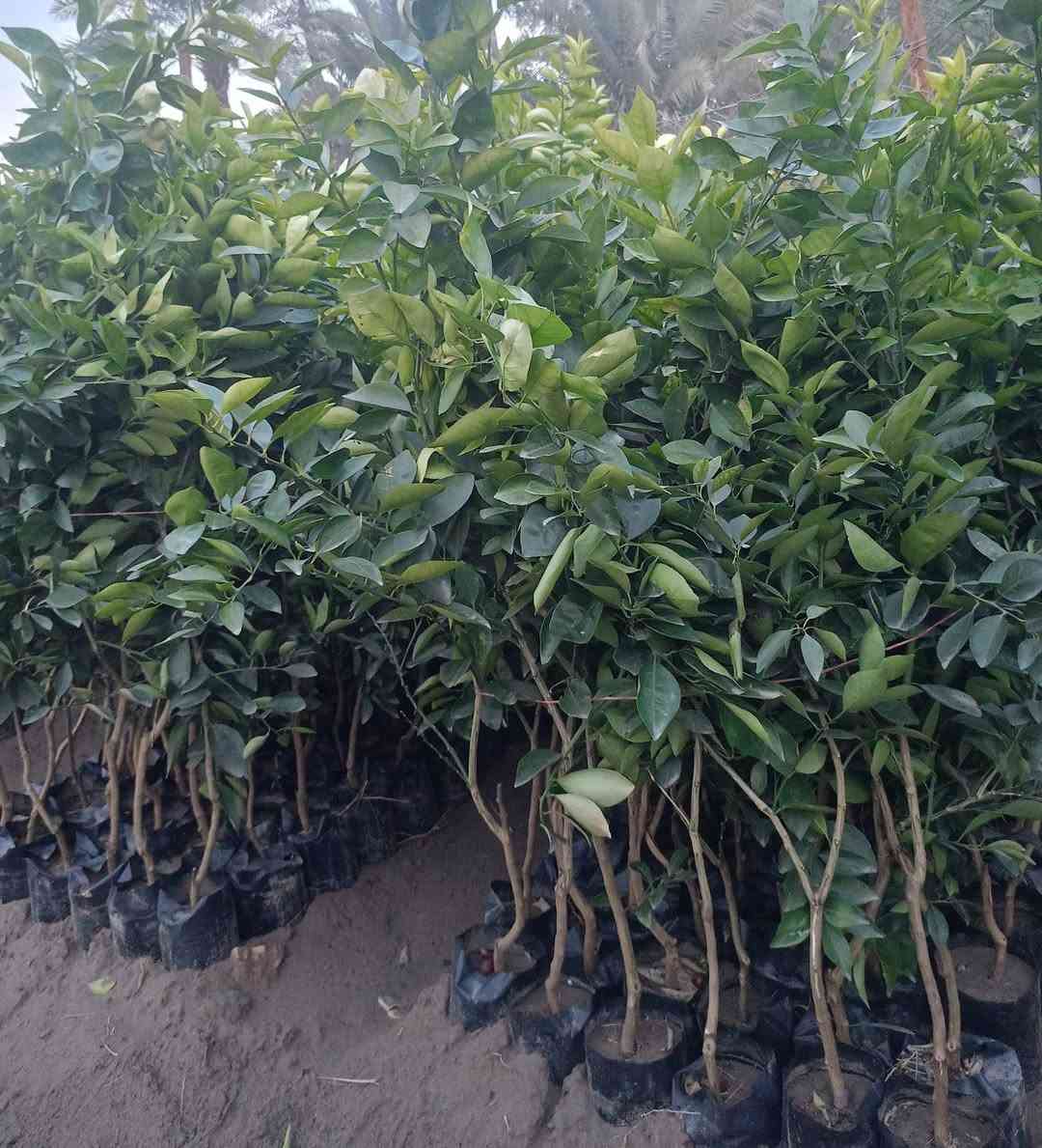 مشتل كرار الزراعي
الاسعار جمله فقط 
يتوفر 
برتقال عراقي كيس حجم شتله متر ونص عود جبر سعر 3٫500
لالنكي عراقي كيس سعر3٫750
نومي حامض عراقي كيس ارتفاع شتله مترين سعر 3٫750
نومي البصره كيس سعر4٫000
سندي عراقي سعر 5٫000
تحياتي الكم احبتي متابعين 
العنوان بغداد الكريعات يم وقف سني 
واتساب ***********
