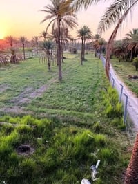 نص دونم • طابو زراعي • منطقة العواره