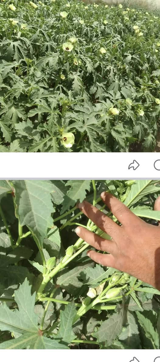 يوجد بذور بامبه للبيع متعهد ضمان شرط الحوي بنت المغلف جيل أول ***********
***********
