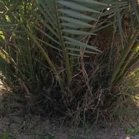 فسائل • برحي نسيجي • العدد ٧