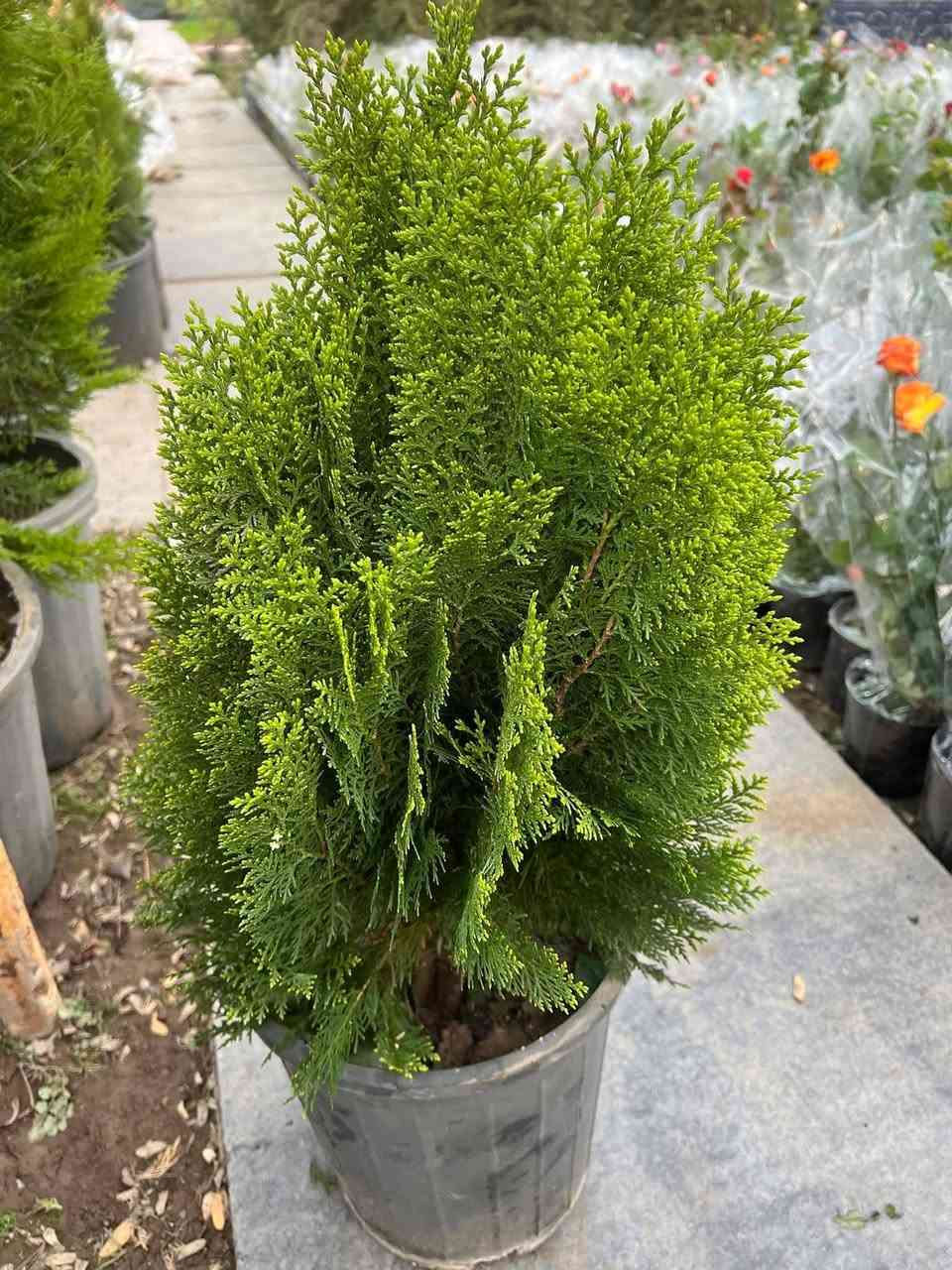 مشتل علي منار/***********
