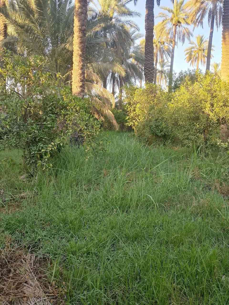 بستان للبيع طابو زراعة سند 25 مساحته 750م مربع واصله ماء وكهرباء موقعه سدة بيت حسوني يبعد عن السدة 50م 
للاستفسار ***********
