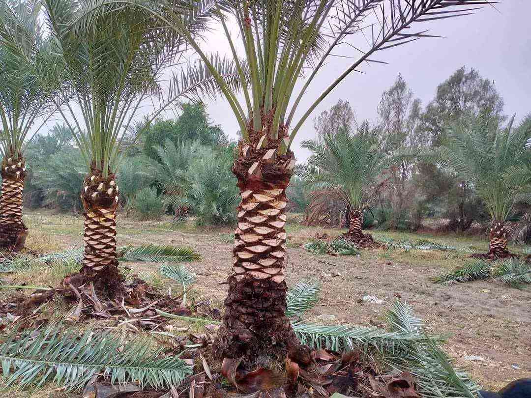 السلام عليكم اخوان يوجد لدينا كادر محترف ومتخصص لقطع الاشجار والنخيل الضارة والعالقه بالكهرباء وتكريب النخل وعمل الحدائق للتواصل معنا واتساب داخل بغداد *********** @الجميع Abdalkareem Abood Alhmidawe AB

