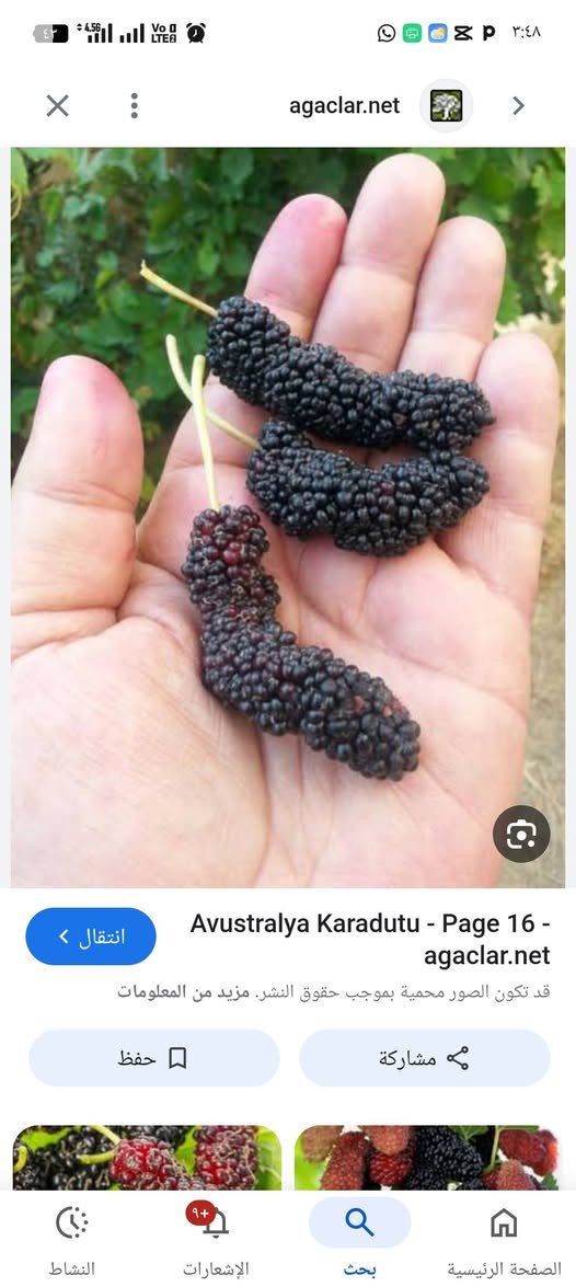 🌿👑 التكي الملكي الأسترالي – ملك التوت بدون منازع 👑🌿

إذا تبحث عن صنف يجمع بين الإنتاج الغزير والطعم الفاخر والشكل المميز
فخيارك الأول هو: ✨ التكي الملكي الأسترالي ✨

🌟 أهم المميزات:
✔️ ثمار طويلة وكبيرة بشكل ملفت للنظر
✔️ طعم حلو جداً ونكهة فاخرة
✔️ إنتاج غزير جداً خصوصاً في موسم الربيع
✔️ إثمار مبكر حتى من أول نمو للعقل
✔️ يعطي أكثر من موسم (ربيعي + خريفي وأحياناً شتوي)
✔️ يتحمل الأجواء الحارة ومناسب لزراعة العراق

🌳 مميزات زراعية:
✔️ نمو سريع وقوي
✔️ سهل التربية والتقليم
✔️ مناسب للحدائق المنزلية والمشاريع الاستثمارية

🔥 ليش هذا الصنف مميز؟
لأنه يجمع بين الإنتاج العالي + الشكل التسويقي + الطعم الممتاز
يعني خيار ناجح سواء للزراعة المنزلية أو التجارية 💰

📍 متوفر الآن في مشتل الشاهين الزراعي
💰 أسعار مناسبة ويوجد خصم خاص للكميات وأصحاب المشاتل

📞 للحجز والاستفسار:
فرع الدورة: ***********
فرع أبو غريب: ***********

🌱 احجز شتلتك الآن قبل نفاذ الكمية!

---
