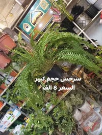 الرمادي العزيزية • شارع ميسلون • توصيل داخل الرمادي