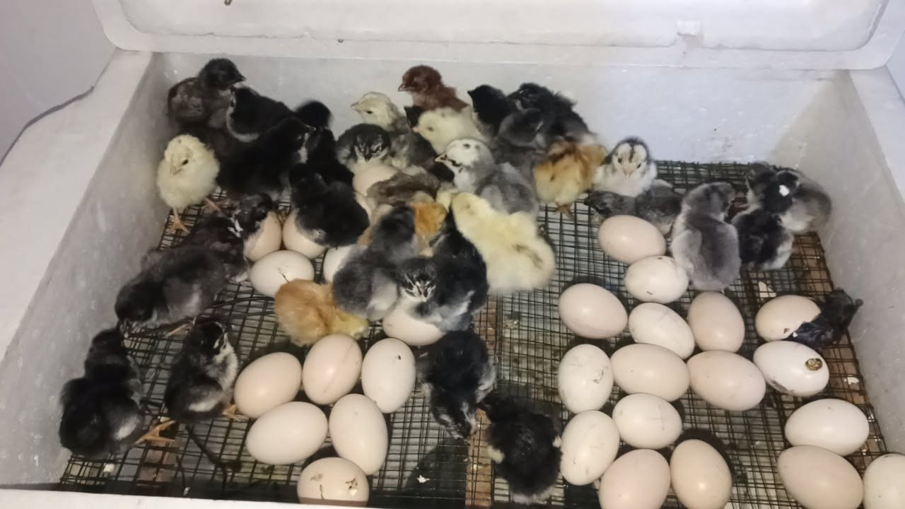 فقاصه فلين تشيل 110 تقريبن شرط تفقيص مجرب سعر 70 بي مجال شراي يجي خاص شرط تفقيص موصل الايمن


**إذا كنت صاحب هذا الإعلان وتريد حذفه لأي سبب، رجاءا أرسل رسالة إلى الدعم الفني**