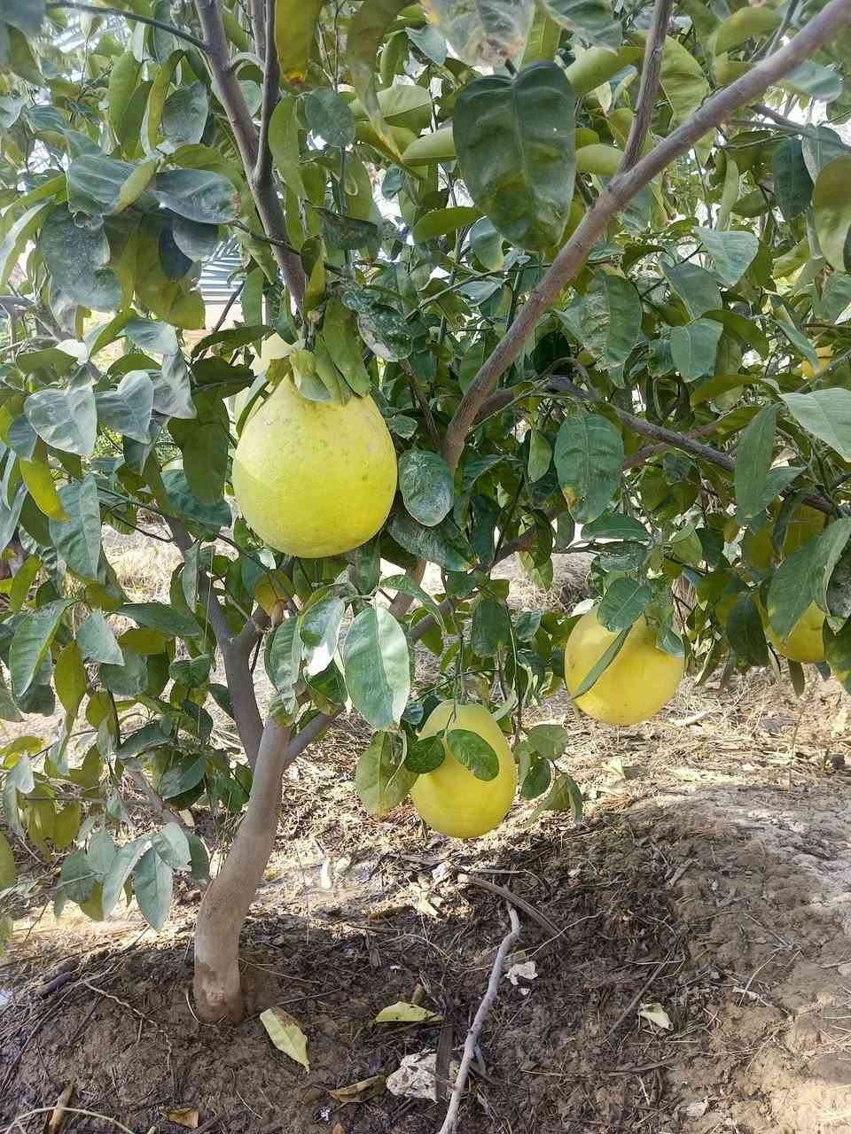 السلام عليكم عندي هذني هروش ماعرفهن اريد ابيعهن عدد 8 حملات ثاني سنه بيدك تشلع 
العنوان بغداد تاجي المشاهده ***********
