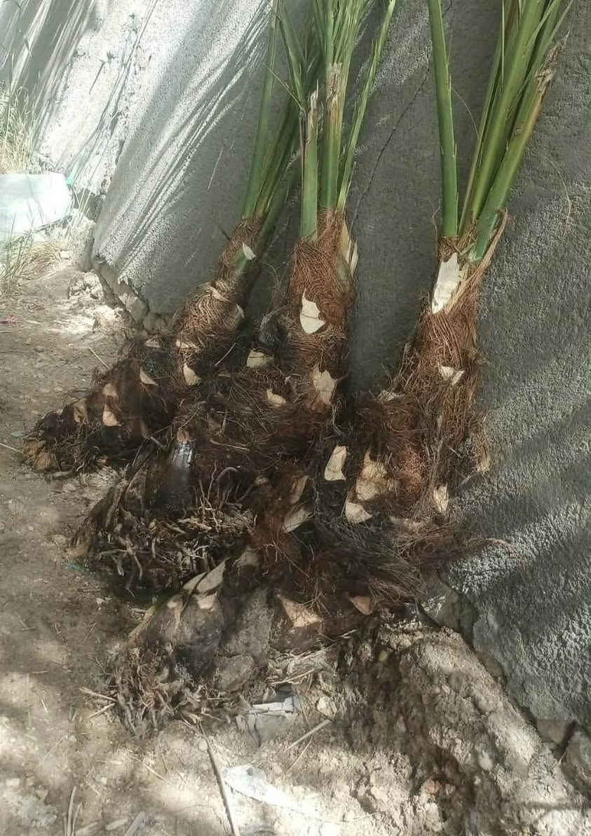 على بركه الله
يوجد توصيل من كربلاء والى كافه المحافظات.. نقل مسافرين/توصيل كافه البضائع والشتلات الزراعيه
وفسائل النخيل/وغيرها
للحجز والاتصال (***********)
