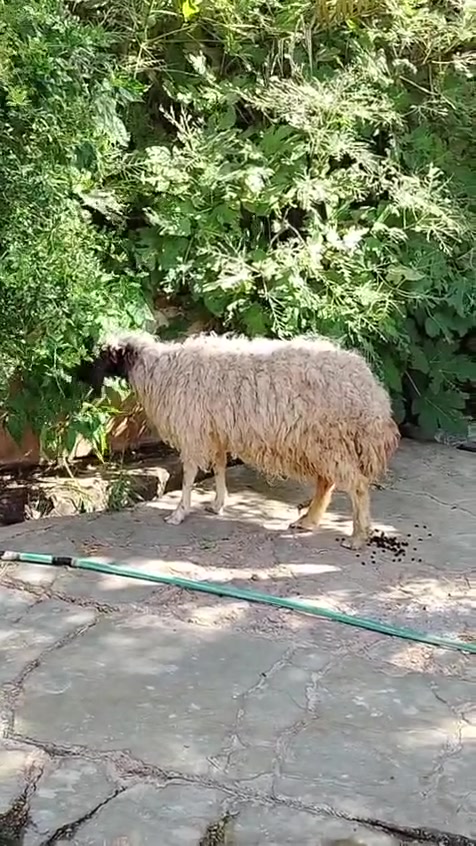 السلام عليكم متاح نعجه سن وشطر ونصاح نعجه مال جنيه سعرها ٢٠٠ العنوان حديثه حقلانيه يوجد توصيل حسب الاتفاق للاستفسار الاتصال على الرقم ***********
