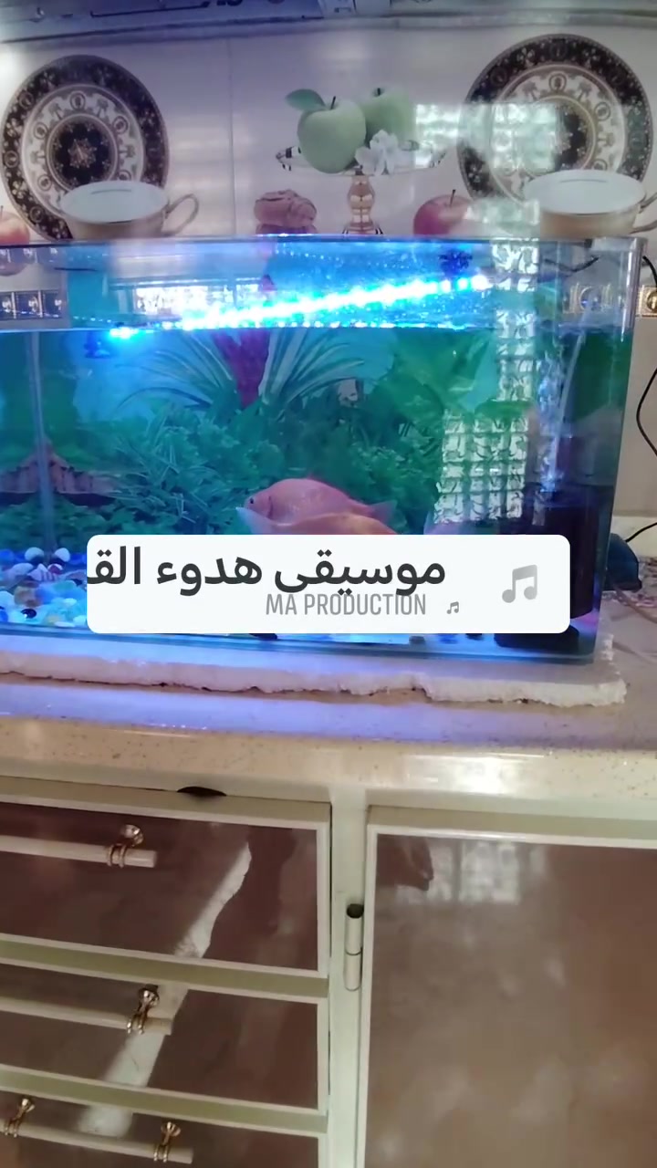 السلام عليكم حوض اسماك يحتوي على 4اسماك كبار وحدة صغيرة كامل شمعة +هيتر +غطاس السعر 60قفل***********
