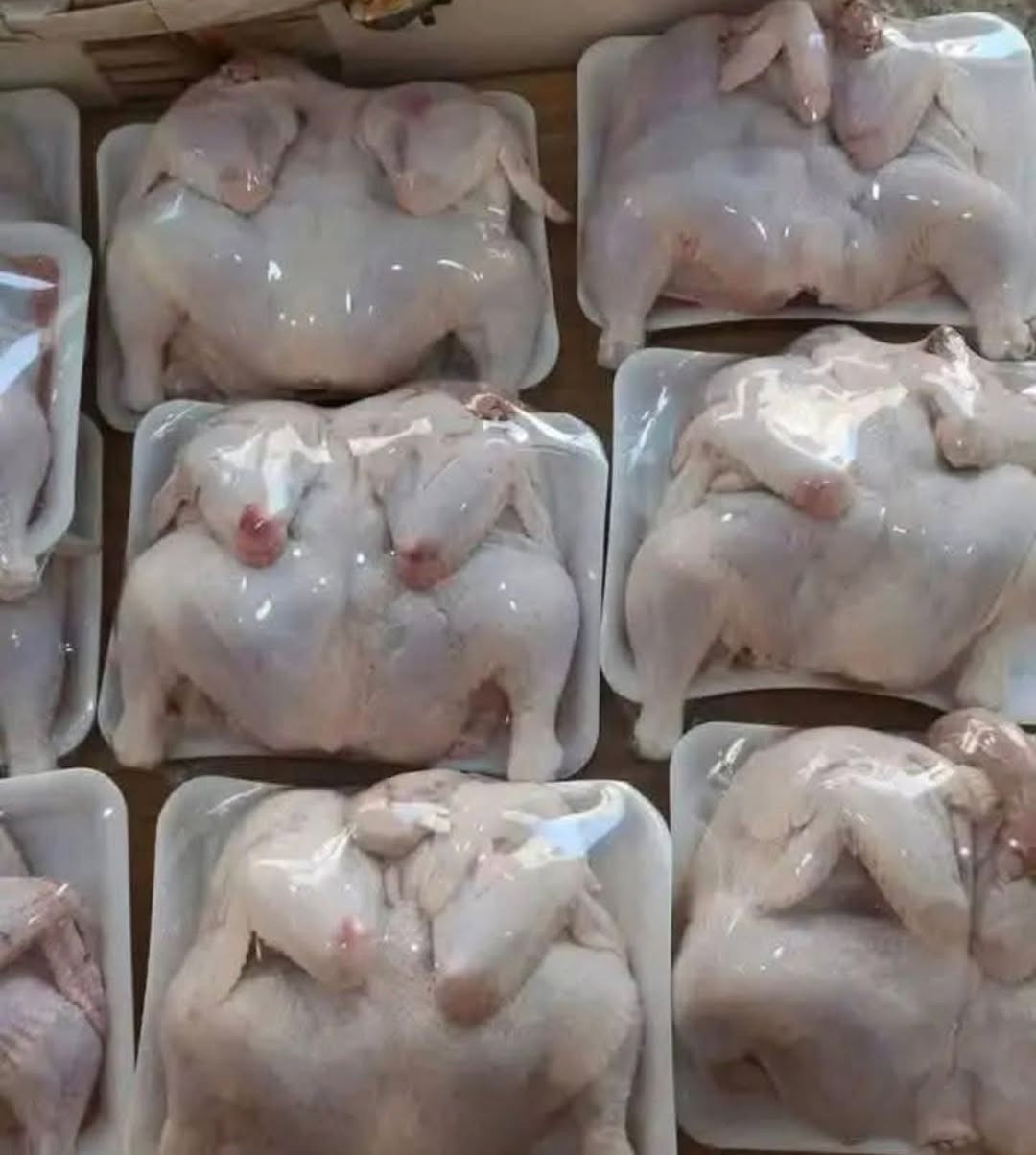 سمك كاريبي دهين خشن حي كيلو ب5750

سمك مال تكلا كيلو ب5250

دجاج عراقي محلي ذبـ ح اليوم كيلو ب3350

خبز بيت 5 بالف

مسكوف على الحطب دجاج مشوي على الفحم سمك مقلي 

للحجز خاص او ع ***********
