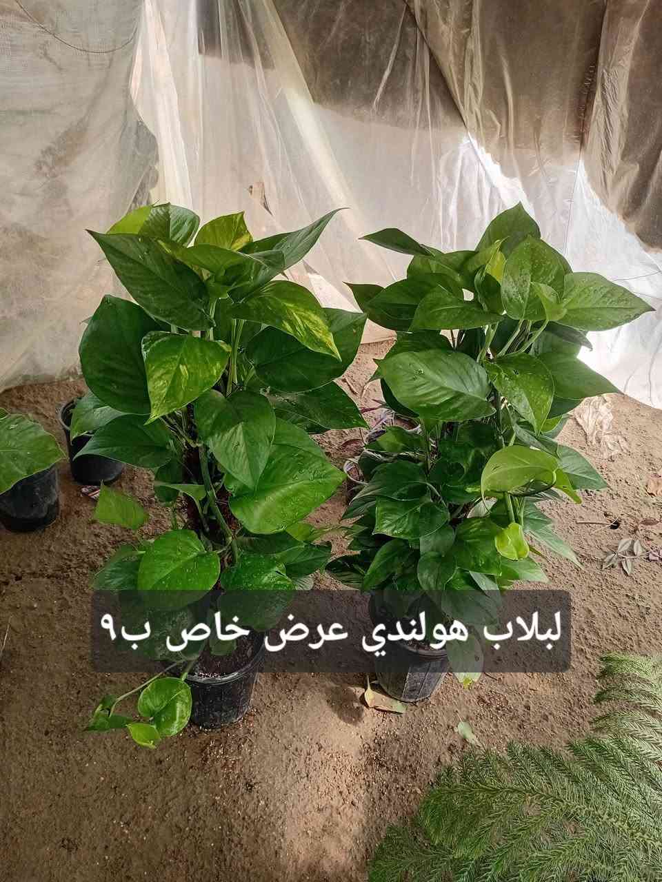 مشتل جنى على شارع العام مقابل جامعه الكوت ويوجد لدينا خدمة توصيل


**إذا كنت صاحب هذا الإعلان وتريد حذفه لأي سبب، رجاءا أرسل رسالة إلى الدعم الفني**