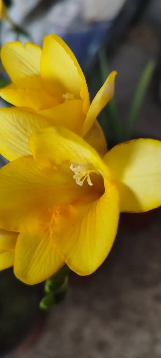 ابصال الفريزيا العطرية (القولونيا)
موسما قصير و تنتج عدة بصيلات نهاية الموسم و تزرع في منتصف التاسع 
سعر السندان ١٥٠٠ دينار 
يوجد عدة ألوان 
توصيل فقط لاغلب احياء الموصل 
للطلب يرجى مراسلة الصفحة


**إذا كنت صاحب هذا الإعلان وتريد حذفه لأي سبب، رجاءا أرسل رسالة إلى الدعم الفني**