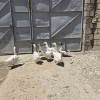 قاز • ٧ نثيه • ١ فحل