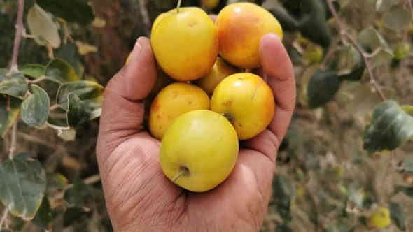 سدر (نبك) تفاحي 🍏 ....
#حاليا كله مقدح وحامل للثمر

#جااهز__للغرس    ...  #النبك التفااحي  
ارتفاع الشتلة  2 متر   
السعر     ١٦ الف         
تنشر زراعتة بالمناطق  الحااره و يمتاااز   بغزااره   الثماار
و بثماره الكبيرة.      ...

عنوان تقاطع سبعه نيسان 
مشتل المصطفى 
***********
