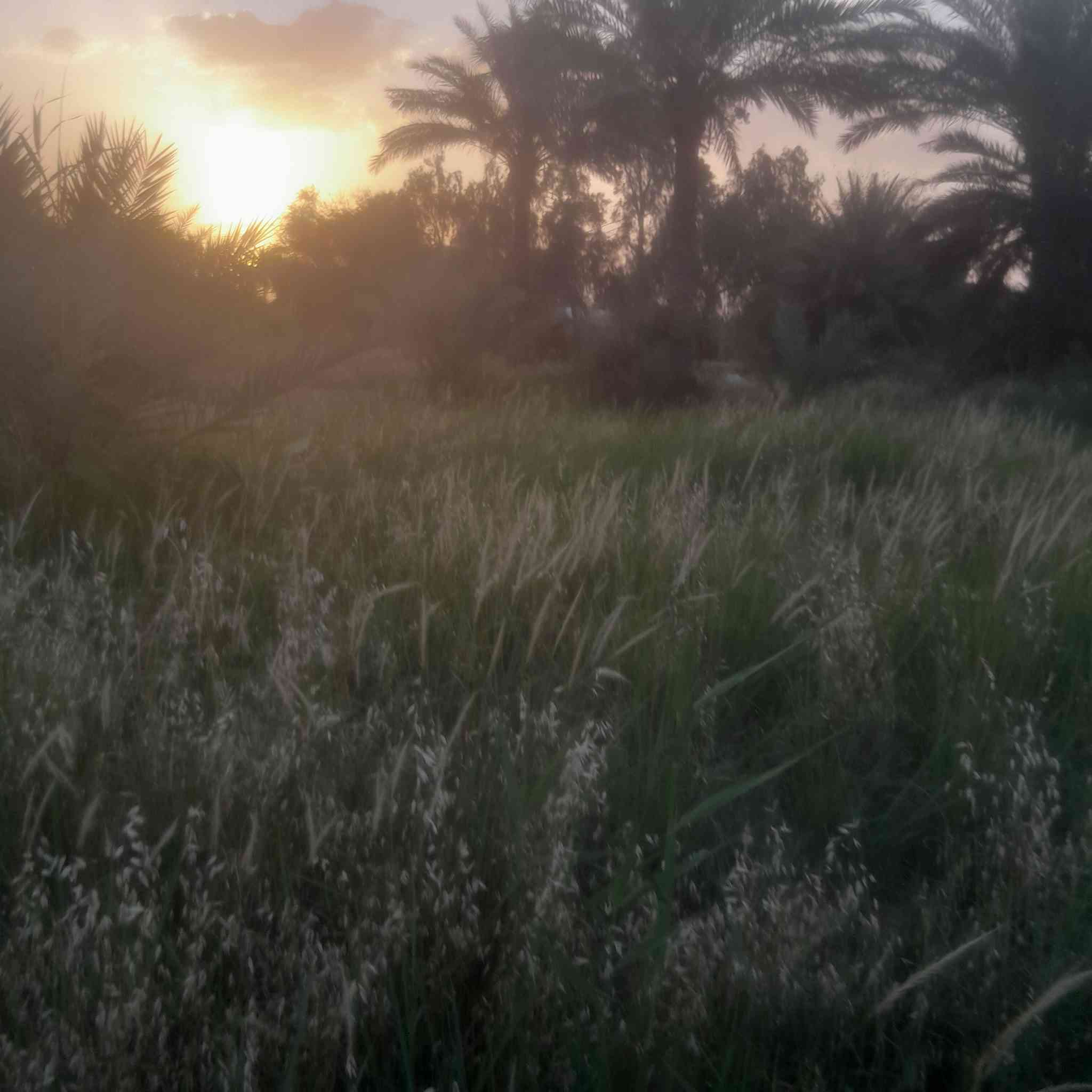 السلام عليكم ارض زراعيه للبيع عقد ١١٧ المساحه ٢ دونم تصلح للزراعه والسكن خدمات ماء كهرباء تبليط مقابيل مشروع الوحده للاستفسار  ***********
