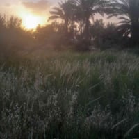 ٢ دونم • زراعي • ماء كهرباء