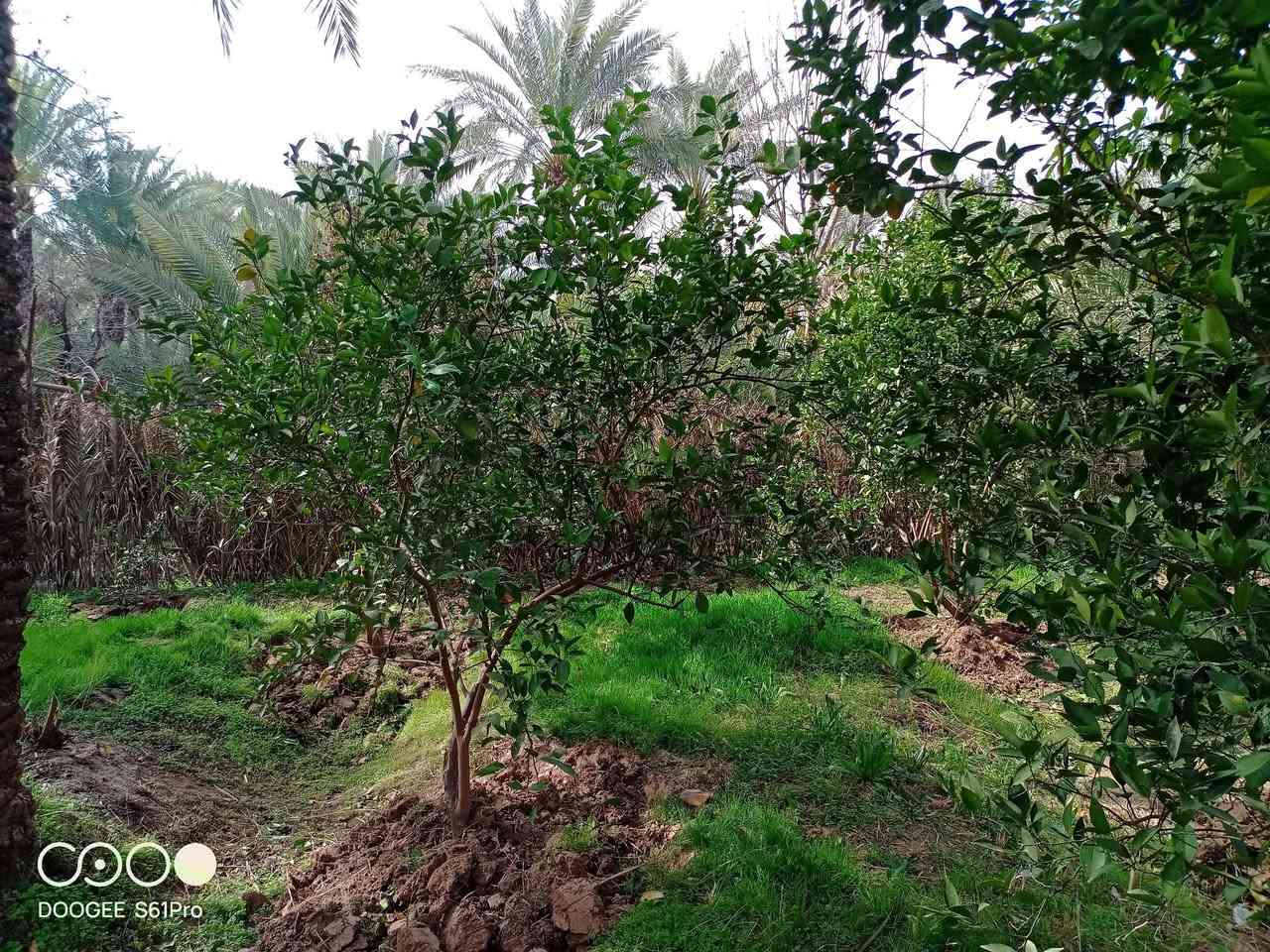 #نص دونم للبيع المكان بغداد الراشدية قرب البحيره 

#الواجهة35متر.    #ونزال35متر

#الاتصال***********
