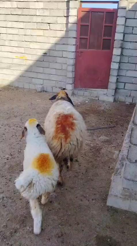 سلام عليكم
يوجد مطفل وراه فطيمه محنيه فوك بنته شرط النصاحه المكان بيجي حي العصري الشراي يخابرني عله رقم ***********
