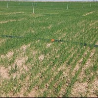 ٧٠ دونم • أرض للبيع • شوين دةشتي كةنديناوة