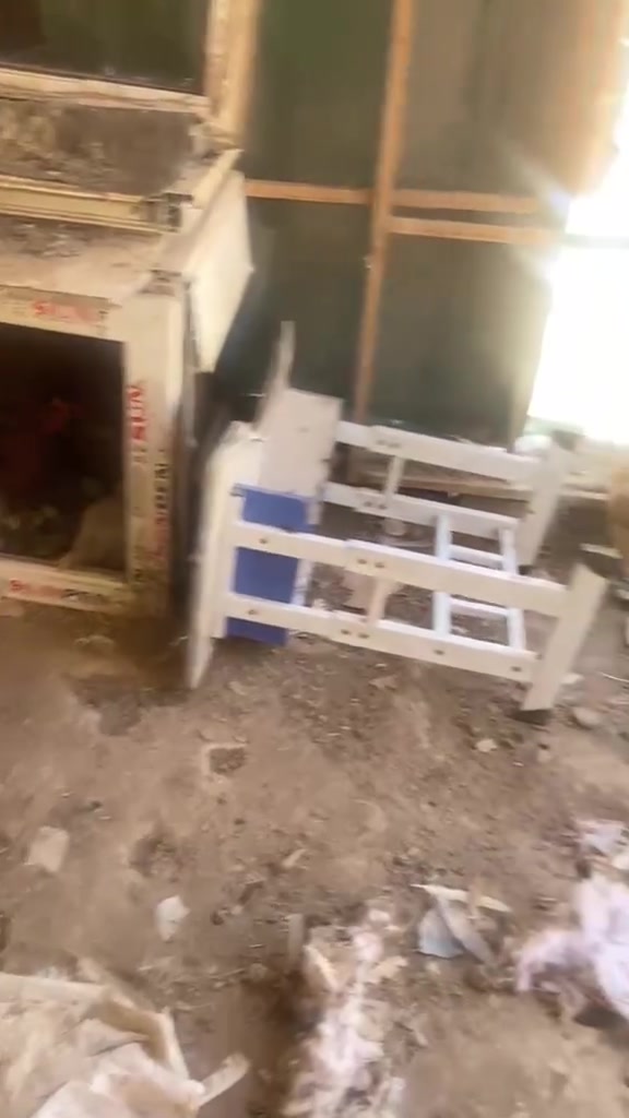 متاح دجاج عرب مال شرط كله شرط بياض 9 دجاجات وديج / دجاجه وراهه 9
دجاجتين مكركات /فروجات عدد 7 

***********مكلف بل نشر ماعندي خاص
