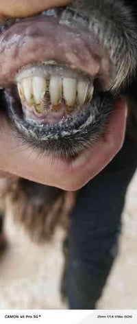 رغايث مال جنيه بعدهن فتايه سن وشطر وراهن خروف وفطيمه سعر 750 الف وبيهن...