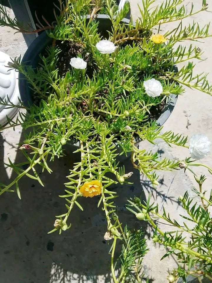 بسم الله نبدي 🌿
مشتل اميرة نفسي - المسيب

هسه صار عدكم مكان تاخذون منه 
ورد الصباح، دمعة الطفل، وكل الزرع

فدوة لأهل المسيب... التوصيل متوفر

#المسيب #مشتل_اميرة_نفسي #ورد_الصباح


**إذا كنت صاحب هذا الإعلان وتريد حذفه لأي سبب، رجاءا أرسل رسالة إلى الدعم الفني**