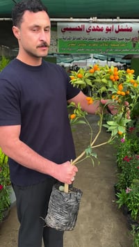 اكلوبات • مو برتقال • بغداد