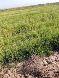 زرع للبيع الاستفسار ‏‪07819459488‬‏