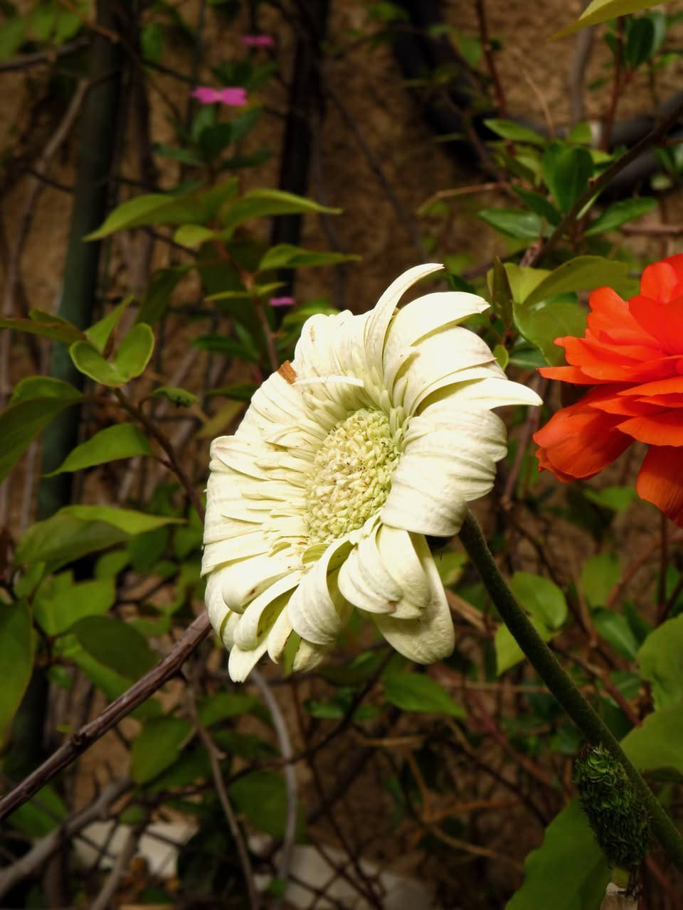 السلام عليكم، كامرة كانون sx540hs،زوم 200x يوصل للقمر و يصور كل تفاصيله، وياها بطارية و رام 64 اصلي، نقصها فقط شاحن

السعر 250 و بيها مجال


**إذا كنت صاحب هذا الإعلان وتريد حذفه لأي سبب، رجاءا أرسل رسالة إلى الدعم الفني**