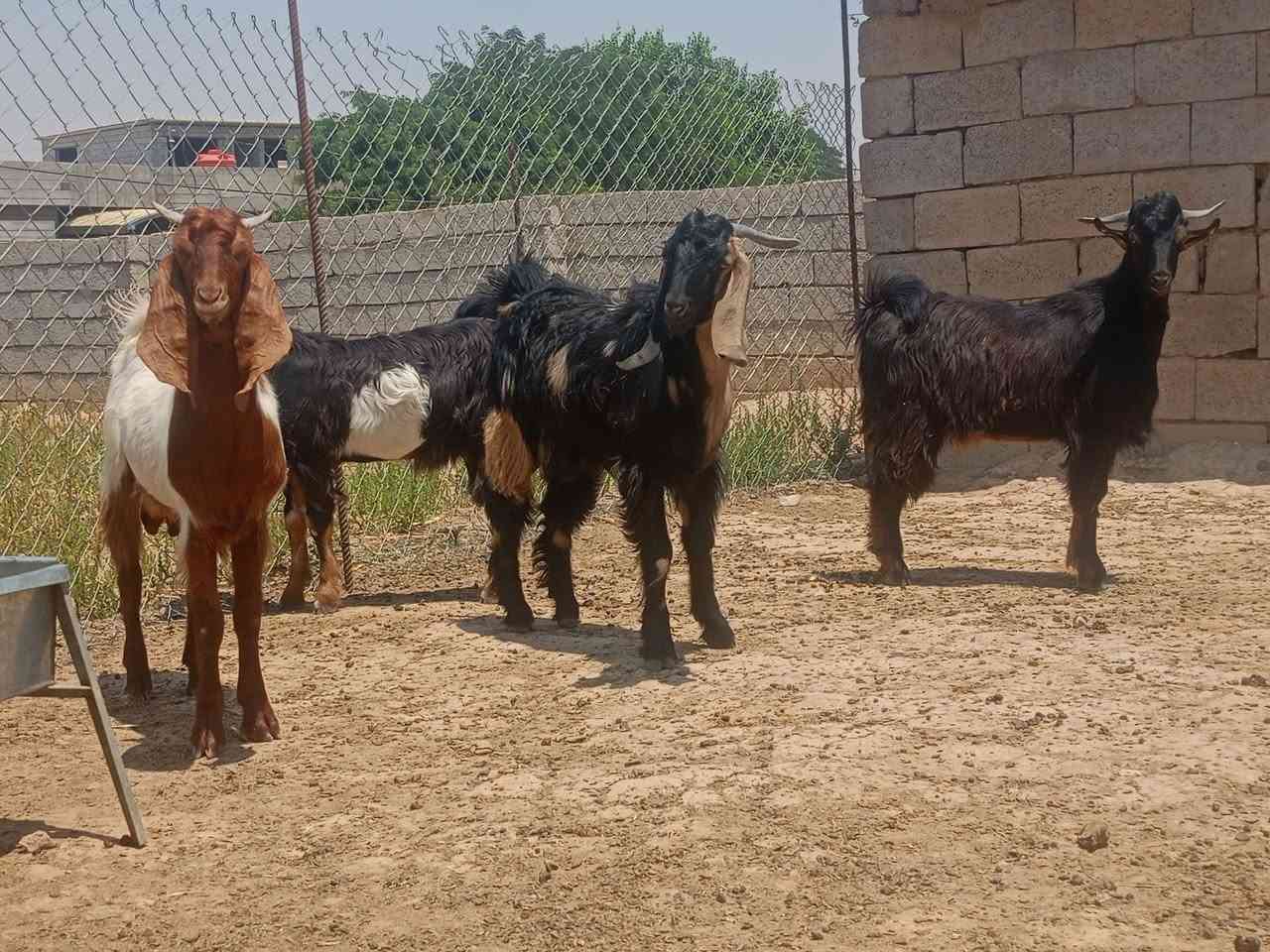 ️ السَّلَاْمُ‌ ‌عَلَیْکُم‌ 5گێسکی جوان بۆ فڕۆشتن 4دانەیان نێرن 1دانە مێیە وەزنیان لەدەوری 30 کیلۆیە کیلۆی 7.5 شوێن دەوروبەری ناحیەی سەر قەڵا
ژمارە مووبایل 0774565424
️ السَّلَاْمُ‌ ‌عَلَیْکُم‌ 5گێسکی جوان بۆ فڕۆشتن 4دانەیان نێرن 1دانە مێیە وەزنیان لەدەوری 30 کیلۆیەسعریان خوار هەموو بازار کیلۆی 7.5 شوێن دەوروبەری ناحیەی سەر قەڵا


**إذا كنت صاحب هذا الإعلان وتريد حذفه لأي سبب، رجاءا أرسل رسالة إلى الدعم الفني**