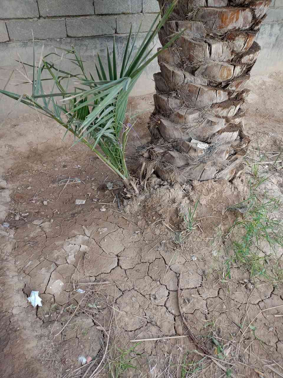 سلام عليكم فسائل بريم للبيع سعر الواحد 30الف قفل***********
