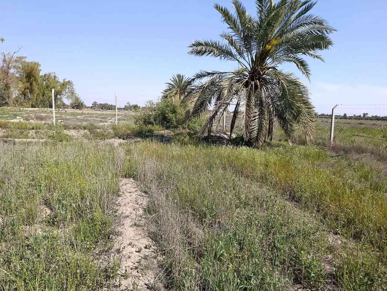 متوفر 3 دونم وربع مجاور محطه  البوعسل قرب مزارع طيبه   عقد 35 سياج بي ار سي ماء وكهرباء ونخل بيها  عرضها 43 م ونزال 207 م للبيع
متوفر 3 دونم وربع
 مجاور محطه  البوعسل 
 عقد 35 
سياج بي ار سي ماء وكهرباء ونخل بيها 
 عرضها 43 م ونزال 207 م

 للبيع 
الاستفسار 
***********
***********
