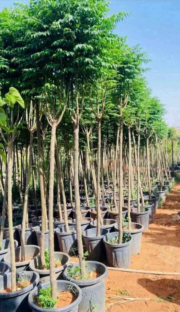 🌞 الشماسي المميزة بأجود الخامات وأجمل التصاميم 🌞

نوفر لكم شماسي عالية الجودة للمنازل، الحدائق، المزارع، المسابح، الكافيهات والاستراحات، بأشكال وأحجام متنوعة تناسب جميع الاحتياجات.

✔️ متانة وجودة عالية✔️ مقاومة للعوامل الجوية✔️ تصاميم عصرية وأنيقة✔️ أسعار منافسة وخدمة مميزة

للاستفسار والطلب:📞 اتصال: 0799257256📱 واتساب: 0795972646

نسعد بخدمتكم والرد على جميع استفساراتكم.


**إذا كنت صاحب هذا الإعلان وتريد حذفه لأي سبب، رجاءا أرسل رسالة إلى الدعم الفني**