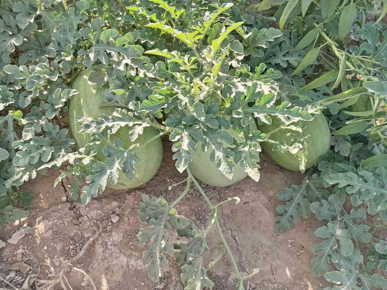 بسم الله 🍉 كانت لنا زياره هاذا اليوم إلى منطقة وادي الشوك مع اخونا أبو دريس
لتقديم الئرشادات الزراعية مع المهندس الزراعي  المهندس علي صادق التكريتي
🫑 مناحيت البذور و المنشطات والمبيدات🌽 
دبانه للزراعة الحديثة - العراق
شعبة زراعة تلول الباج
الشرقاط اجميلة تقاطع الطوب
أبو حارث *********** اسيا ***********
علي حمد***********

