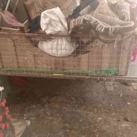 عندي هاذا القفس ما الدجاج طوله مترتين ونص وعرضه متر وربع للبيع الشراي ...