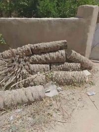 جذع نخل • بلاش • استلام بنفسك