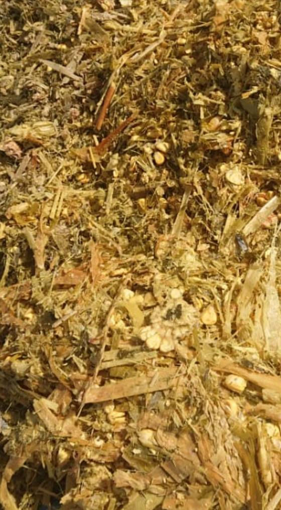 گوزيندار الاولى في العراق والوطن العربي يتوفر لدينا سيلاج الذره محصود ومكيس وفق المواصفات العالميه وباجهزه حديثه وبضمان جودة المنتج وباكياس وبالات للحفاظ عليه من العفن والتلف للاستفسار مراسلة الصفحه او الاتصال على الأرقام التالية 
***********
*********** 
عنوان الشركه السليمانيه حلبجه الشهيد طريق هورمان بغداد, العراق
