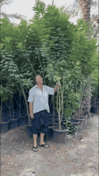 بِسْــــــــــــــــــمِ اللهِ الرَحْمَنِ الرَحِيْمِ
الهم صلي على محمد وال محمد

تم توفير اشجار كبيره سندانه حجم 40

📍موقع المشتل📍 بغداد الكريعات مجاور جامع ابو تراب

البيع جمله فقط..

للاستفسار ومعرفه الاسعار الاتصال على الأرقام 👇🏻👇🏻
***********

***********
