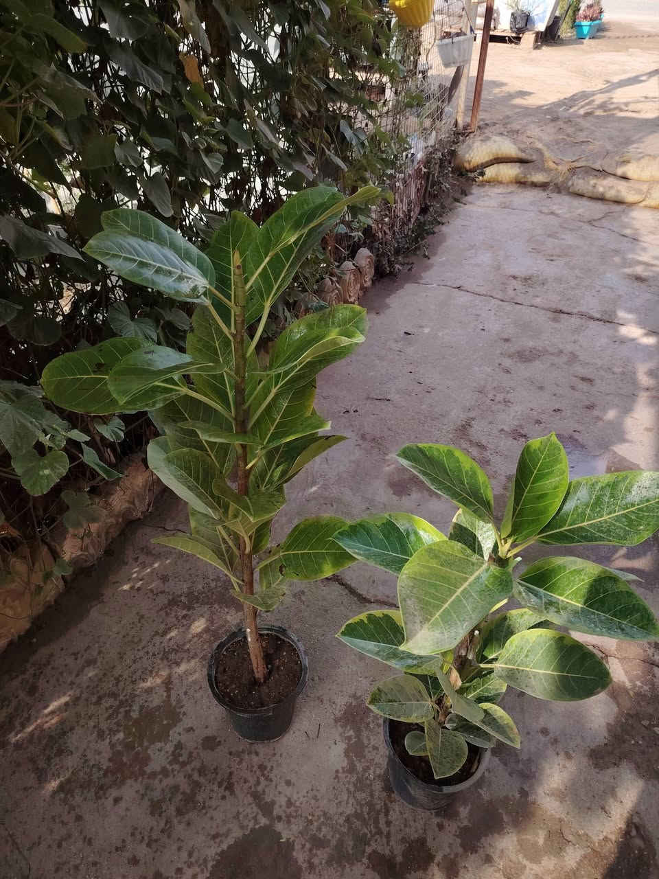 #آخر_قطعتين
🌱مطاط مشطب 🌱
نبات ضلي داخل البيت
قوي جداً 
السعر القديم لسعر الشتلة ١٠،٠٠٠ دينار ❌
#خصم 👇
سعر الشتلتين ١٥،٠٠٠ الف فقط 💥
للطلب و إلاستفسار الاتصال على الرقم التالي *********** ☎️
يوجد خدمة توصيل داخل الكوت فقط 🚕
