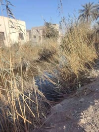 أبي الخصيب الرومية • ١٠٠٠م • نهر جاري