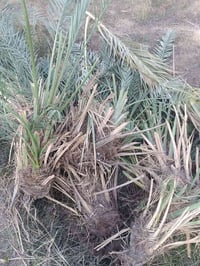 فروخ نخل • خضراوي • كنطار