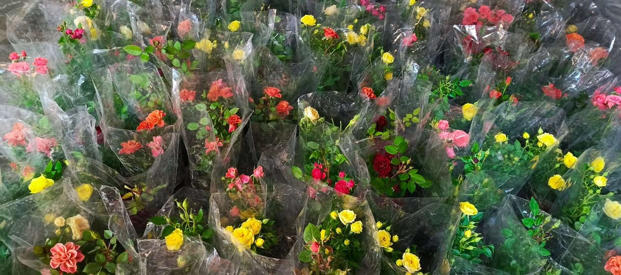 يا الله يتوفر يم#مشتل_المسرة وجبة جديدة ورائعة من ورد الجوري المشهور بتعدد أنواعه، حيث يمكنك الآن الاستمتاع بثلاثة أنواع مختلفة تفيض جمالًا وعطرًا: الورود الروزية الهادئة، والورود السلطانية العطرية التي تحمل رائحة ساحرة، والورود القطفية التي تتميز بألوانها الزاهية، بالإضافة إلى الورود الهولندية المبهرة، وأيضًا الورود المتسلقة العطرية التي تضفي لمسة جمالية على أي حديقة أو بستان. ولا يقتصر الأمر على ذلك، بل تتوفر أيضًا ورود موسمية بألوان وأشكال متعددة تضفي تنوعًا وحيوية على المساحة التي تزينها، وتوجد كذلك أنواع جديدة من النباتات الضلية التي تزيد من الجمال وتضفي لمسة طبيعية مميزة.عنوان المسيب حي المعلمين الولى مقابيل ثانوية موطني حياكم الله. #مسواك_العيد


**إذا كنت صاحب هذا الإعلان وتريد حذفه لأي سبب، رجاءا أرسل رسالة إلى الدعم الفني**