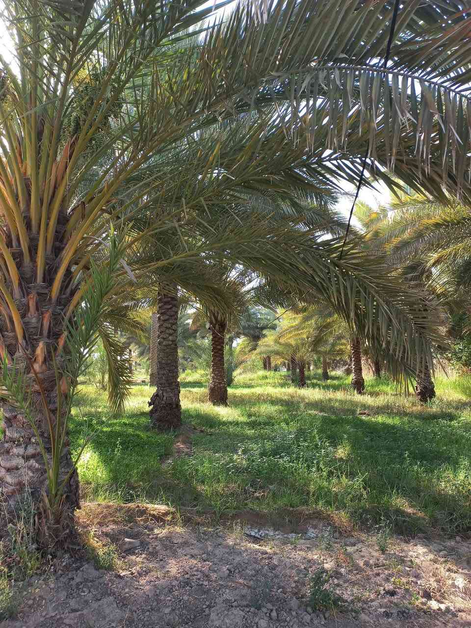 اهلا بكم / نصف دونم الأبعاد ٢٤×٤٣   موقع جيد جدا ركن طابو سند ٢٥ ممكن تحويل كافة السهام او اقرار وحسب الرغبه البعد من مركز. كربلاء والامامين عليهم السلام ٨ كم تتوفر. الخدمات والصور هي التي تتكلم السعر ( ١٤٠مليون ) مجال جدا بسيط لأي استفسار واصلونا هاتفيا واتساب خاص دمتم سالمين (***********)

