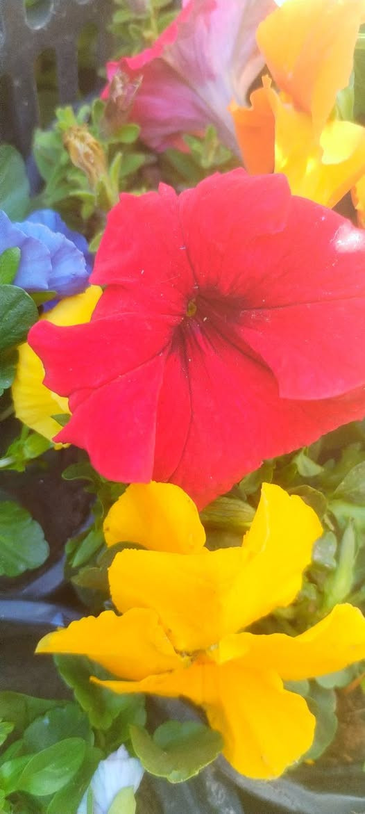 رمضان مبارك مقدما وكل عام وانتم بالف الف خير
... ونستقبل رمضان بوجبة نباتات خارجية وضلية روعة وتفتح النفس... لازم كل بيت يخلي بحديقتة هالجمال حتة يبدي يومة بنشاط وروح مرحة عالية
حبايب ننشر التفاصيل أسفل الصور
اللي يحب يزورنا عنواننا خانقين بختياري الثانيا نهاية شارع العصائب واسواق صالح حمود وعدنا توصيل داخل خانقين واللي يحب يحجز يراسلنا خاص او يتصل بالرقم *********** وتدللون علينا
