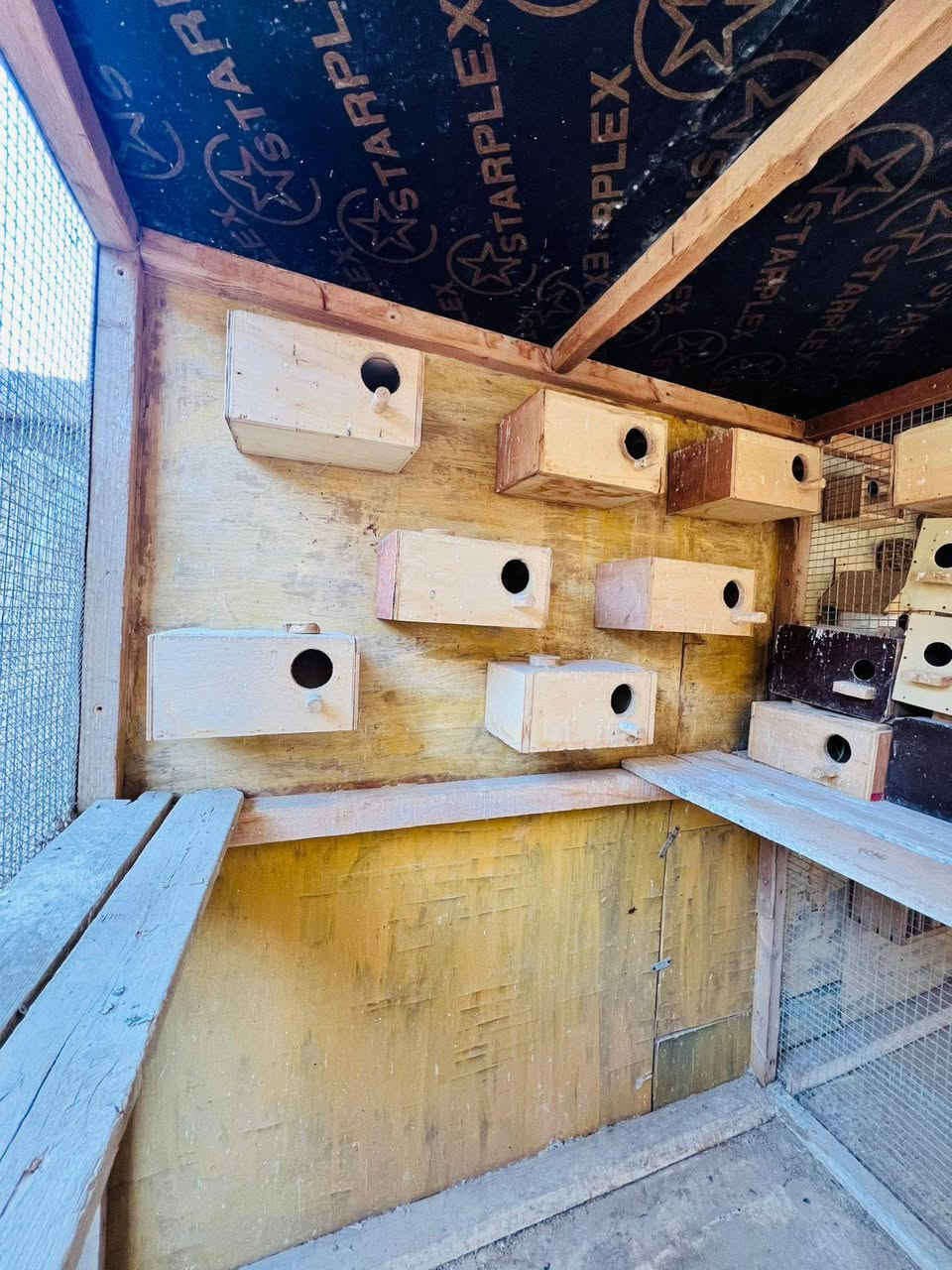 سلام عليكم متاح قفص حطاطه ارضيه وضهر وسكف بلويد طول 3رتفاع2لعرض120 لقفص تريده اربع قفاصه تريده واحد شغل درجه أوله جاهز من كلشي بيوت تكاثر مال فنجس وكناري وغندوره سعر (٢٥٠)وبي مجال رقم رعي بصور قفص


**إذا كنت صاحب هذا الإعلان وتريد حذفه لأي سبب، رجاءا أرسل رسالة إلى الدعم الفني**